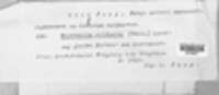 Phlebiella sulphurea image